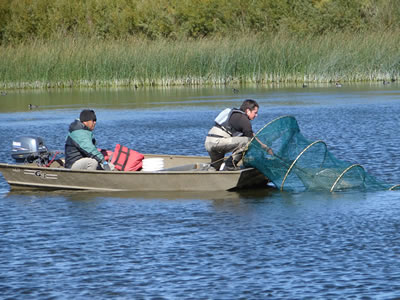 Photo of workers on a boat with a fyke net